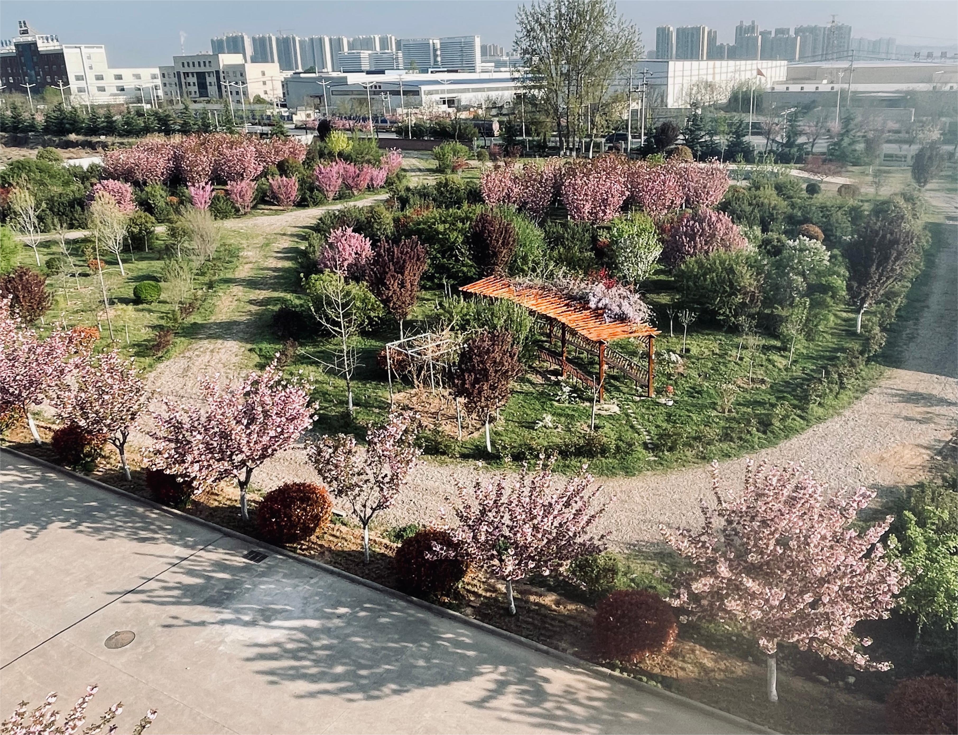 春色满园的赛威厂区  (图1)