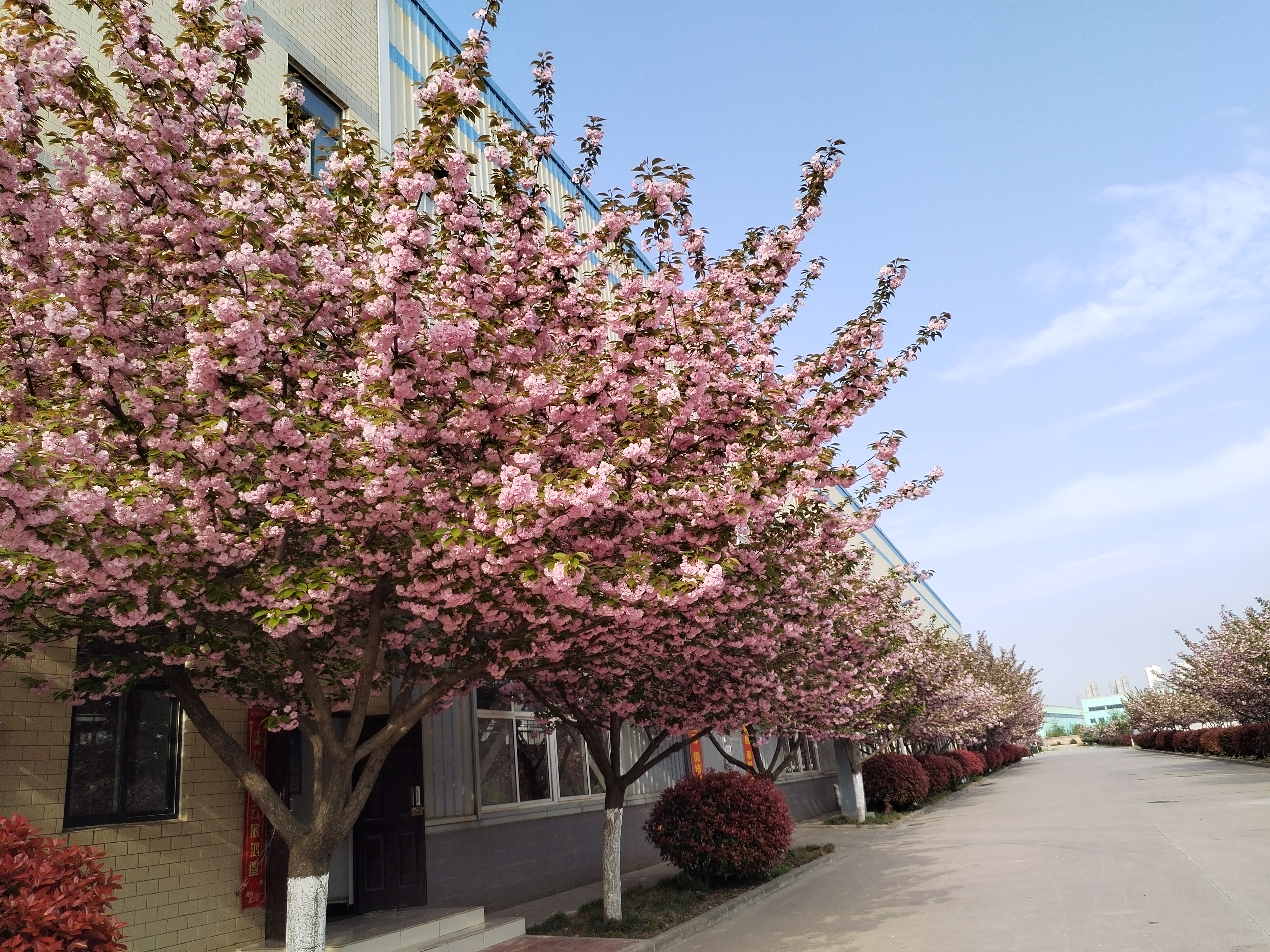  春色满园的赛威厂区  (图2)